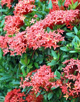 Jungle geranium (Ixora coccinea). Red color