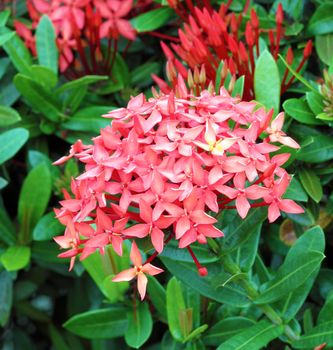 Jungle geranium (Ixora coccinea). Red color