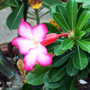 Tropical flower Pink Adenium (Desert rose)