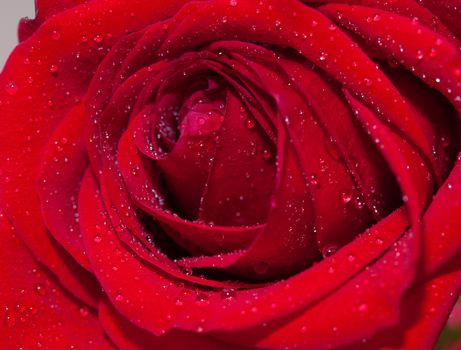 Close up of a red rose bollom 