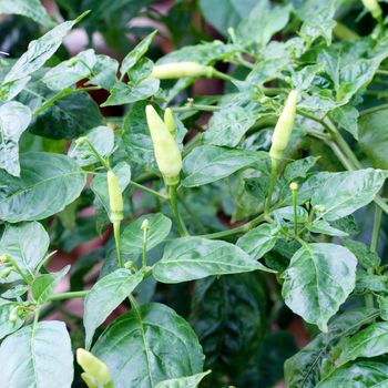 pepper plant and leaf