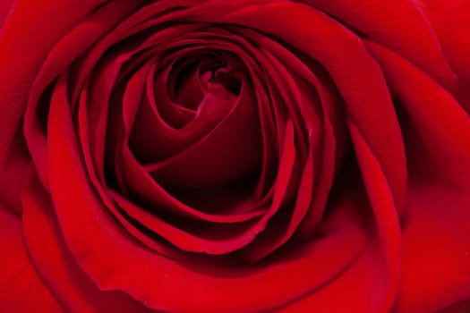 Close up of a red rose bollom 