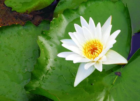 white lotus flower blooming in river