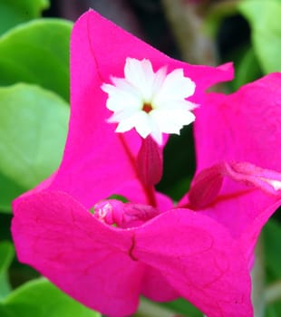 close up of flowers of bougainvillea