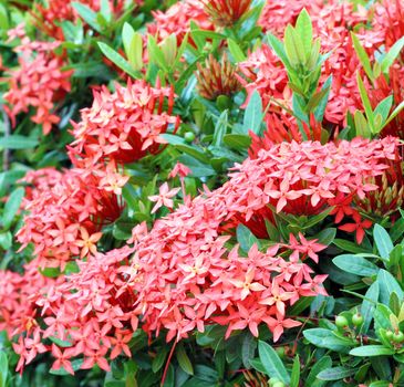 Jungle geranium (Ixora coccinea). Red color
