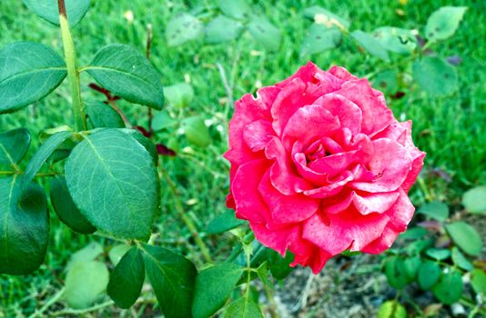 red rose on the branch in the garden