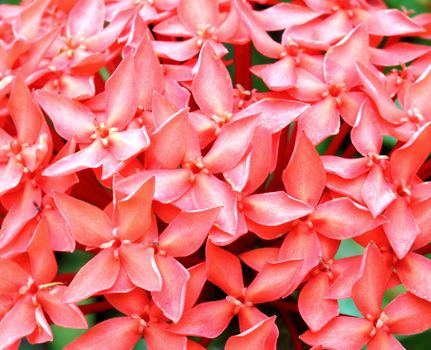 Close-up of Jungle geranium (Ixora coccinea). Red color