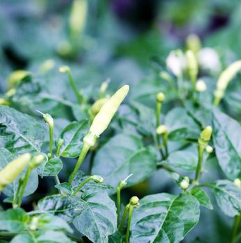 pepper plant and leaf