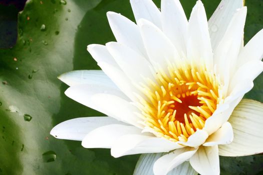 close up of white lotus flower in a pond