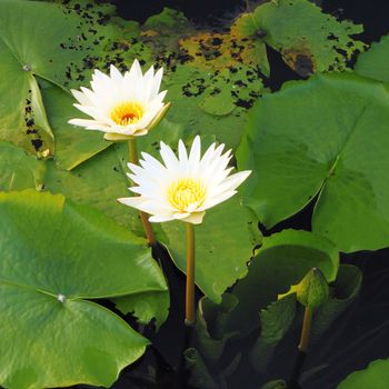 two white lotus flower  in the river