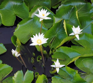 white lotus flower  in the river