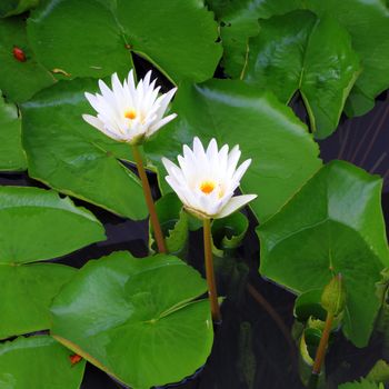 two white lotus flower  in the river