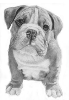Cute bulldog hand-drawn illustration, grayscale, facing front