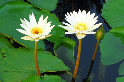 two white lotus flower  in the river