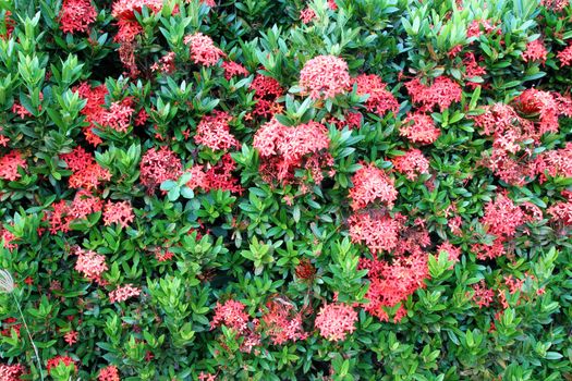 red Ixora coccinea (or Jungle Geranium, Flame of the Woods, and Jungle Flame)