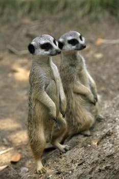 Meerkat or suricate (Suricata, suricatta) is a small mammal and a member of the mongoose family. Zoo in New Zealand