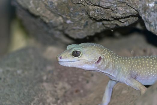 Close up of small gecko standing among stones