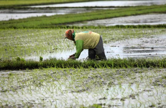 Farmer in paddy field. Bali, Indonesia