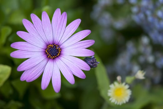 Purple african daisy flowers in the garden