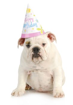 birthday dog - english bulldog wearing birthday hat on white background