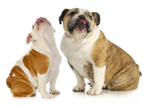dogs licking - two english bulldog with their tongues out licking on white background