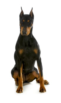 doberman pinscher sitting on white backgroun