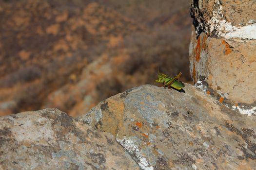 Grasshopper on a sunny wall, resting.
