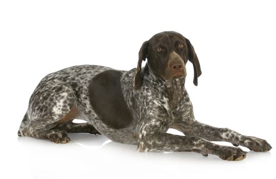 german short haired pointer laying down isolated on white background