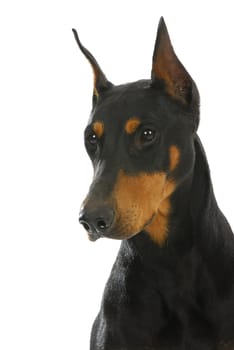 guard dog - doberman pinscher head and shoulders on white background - 3 year old female