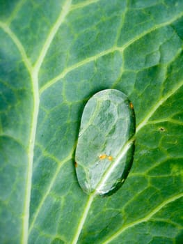 Transparent drop of water on a green leaf