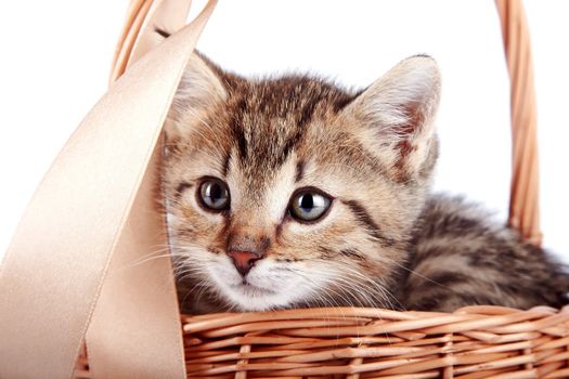 Striped kitten in a basket on a white background