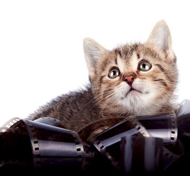 Portrait of a kitten in a film on a white background