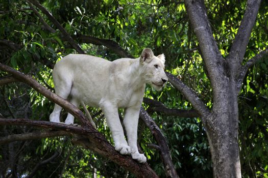 White lion. Casela Natural Park "Walk with lions". Mauritius. 