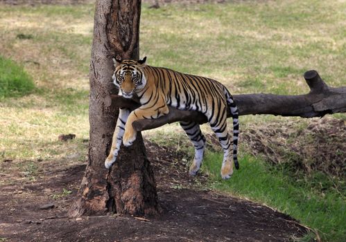 Tiger has a rest on the tree with grass background
