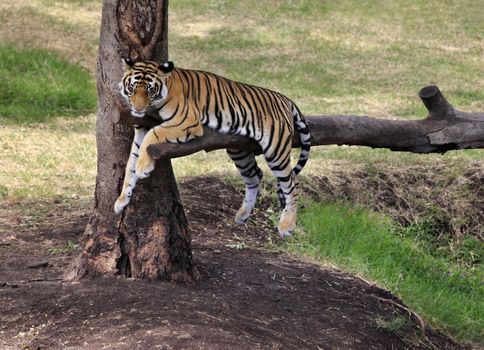 Tiger has a rest on the tree with grass background