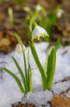 snowdrop spring snowflake lilies of the valley