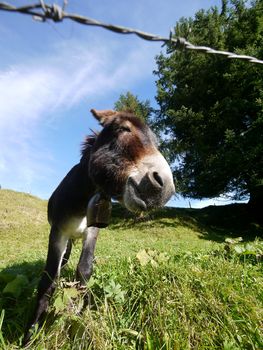 A donkey standing on grass behind a fench
