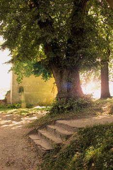 Old tree and stone stairs in the sun, romantic background.