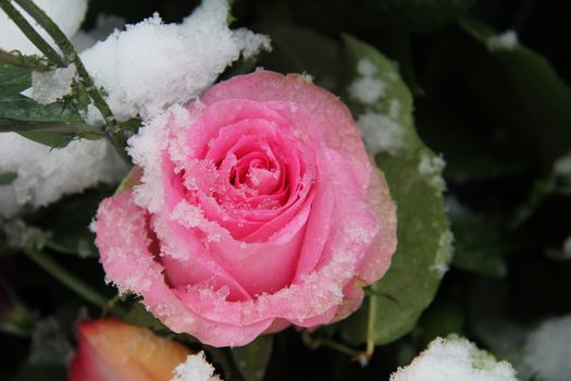 Big pink rose, covered with fresh snowflakes