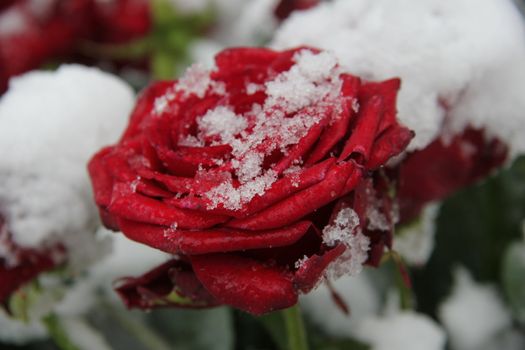 Red rose, covered with fresh snowflakes