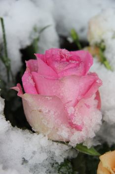 Big pink rose, covered with fresh snowflakes