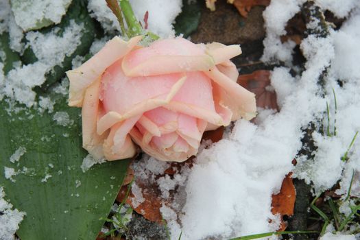 Big pink rose, covered with fresh snowflakes