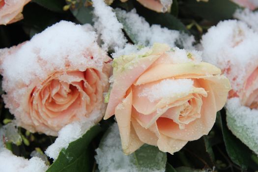 Big pink roses, covered with fresh snow