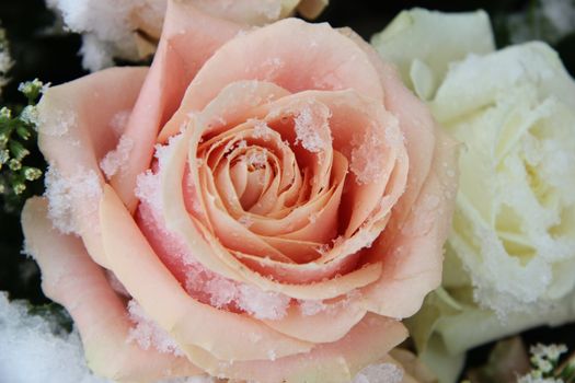 Big pink and white roses, covered with fresh snow