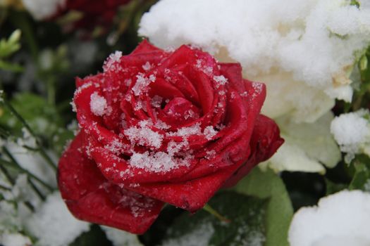 Red rose, covered with fresh snowflakes