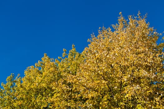 beautiful blue sky and yellow tree in autumn sunlight background