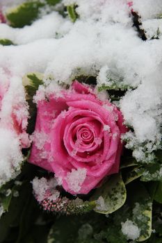 Big pink rose, covered with fresh snowflakes