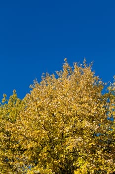 beautiful blue sky and yellow tree in autumn sunlight background