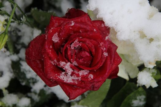 Red rose, covered with fresh snowflakes