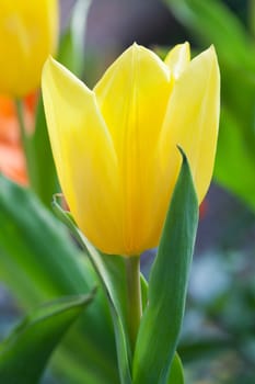 Yellow tulip